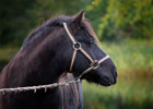 Horse Scotland